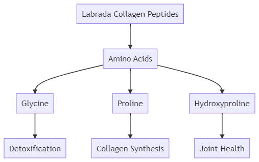 Labrada Collagen Peptides A Treasure Trove of Amino Acids