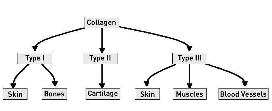 Different Types of Collagen